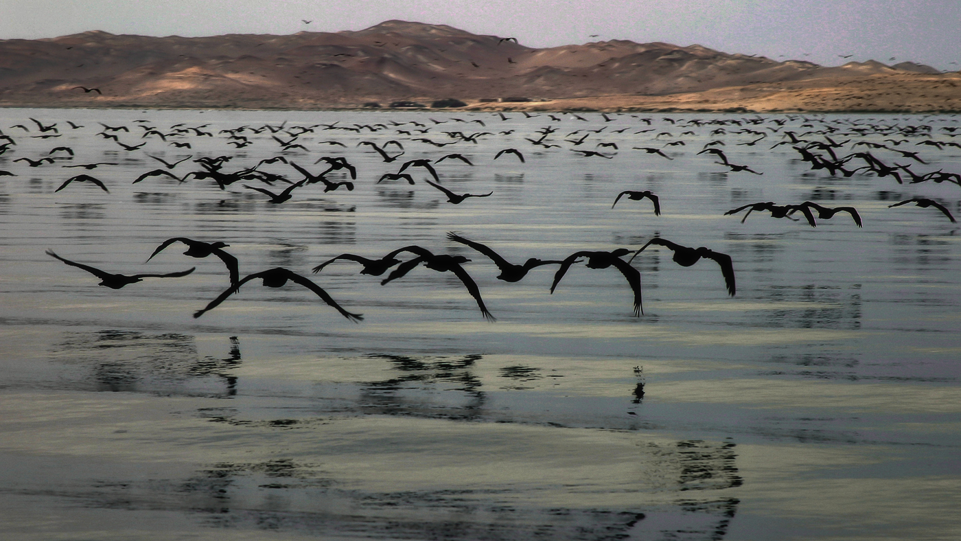 Черные лебеди