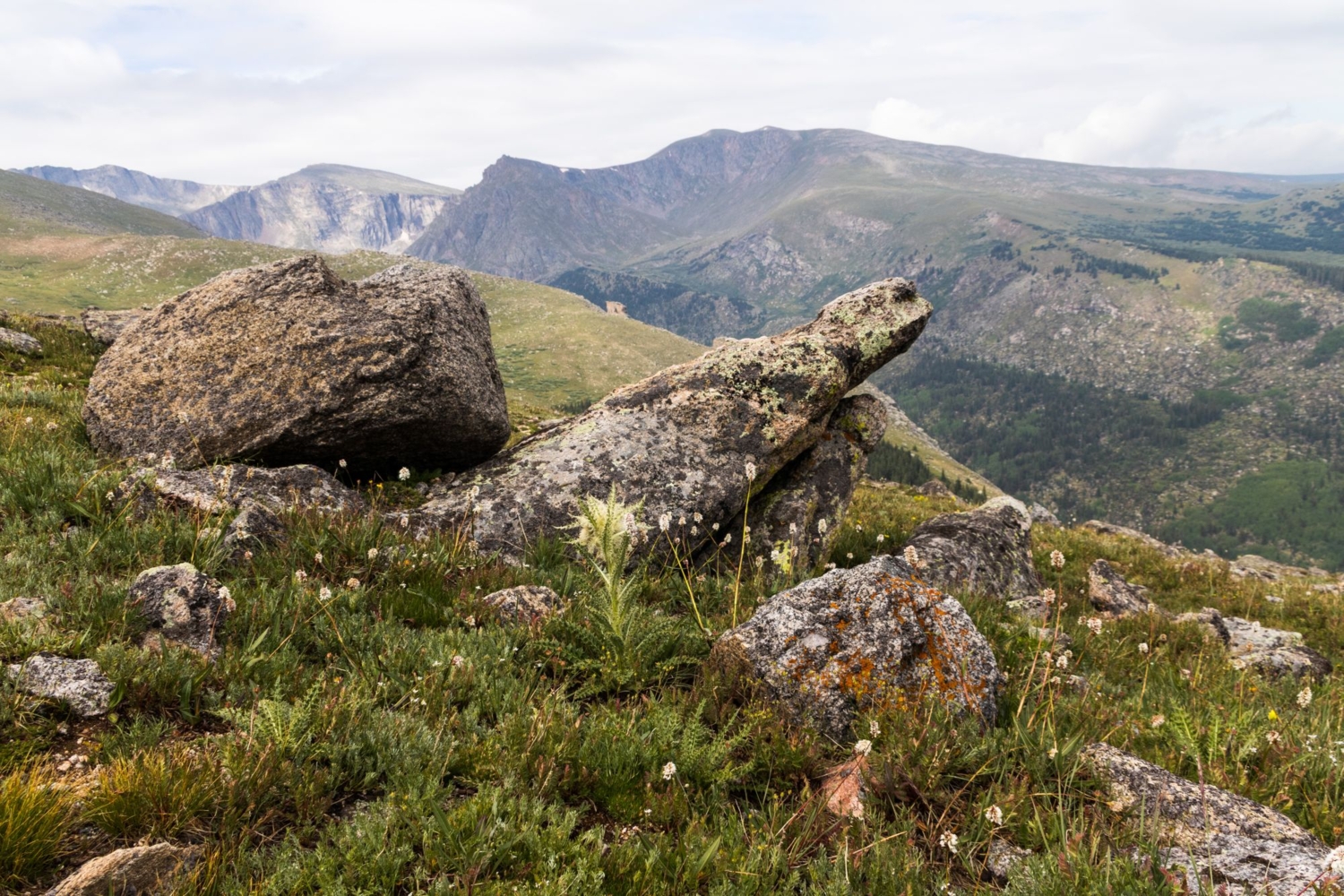 Черепаха в дозоре