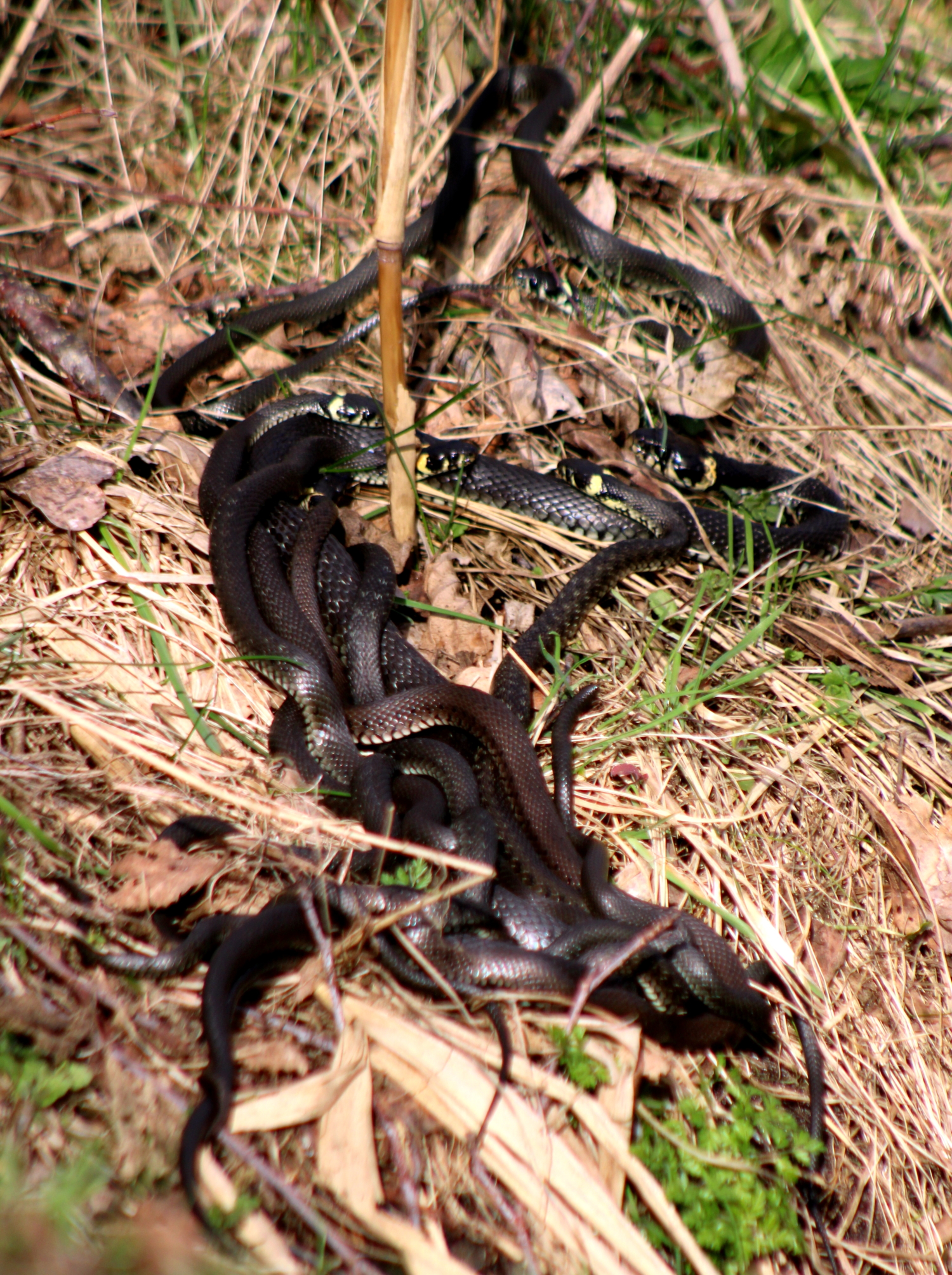 Клубок змей.