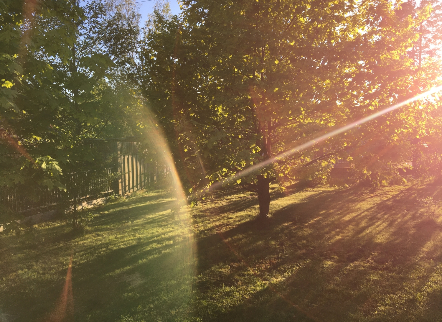 Залитый солнцем сад