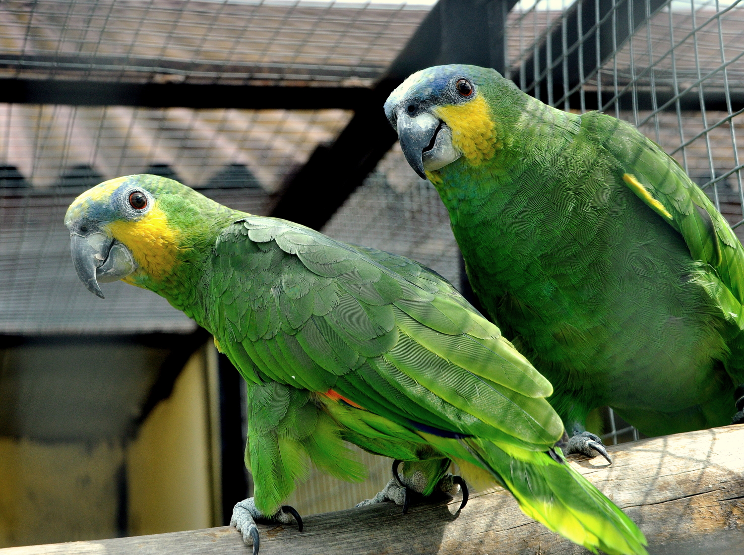 Любопытство пуще страха