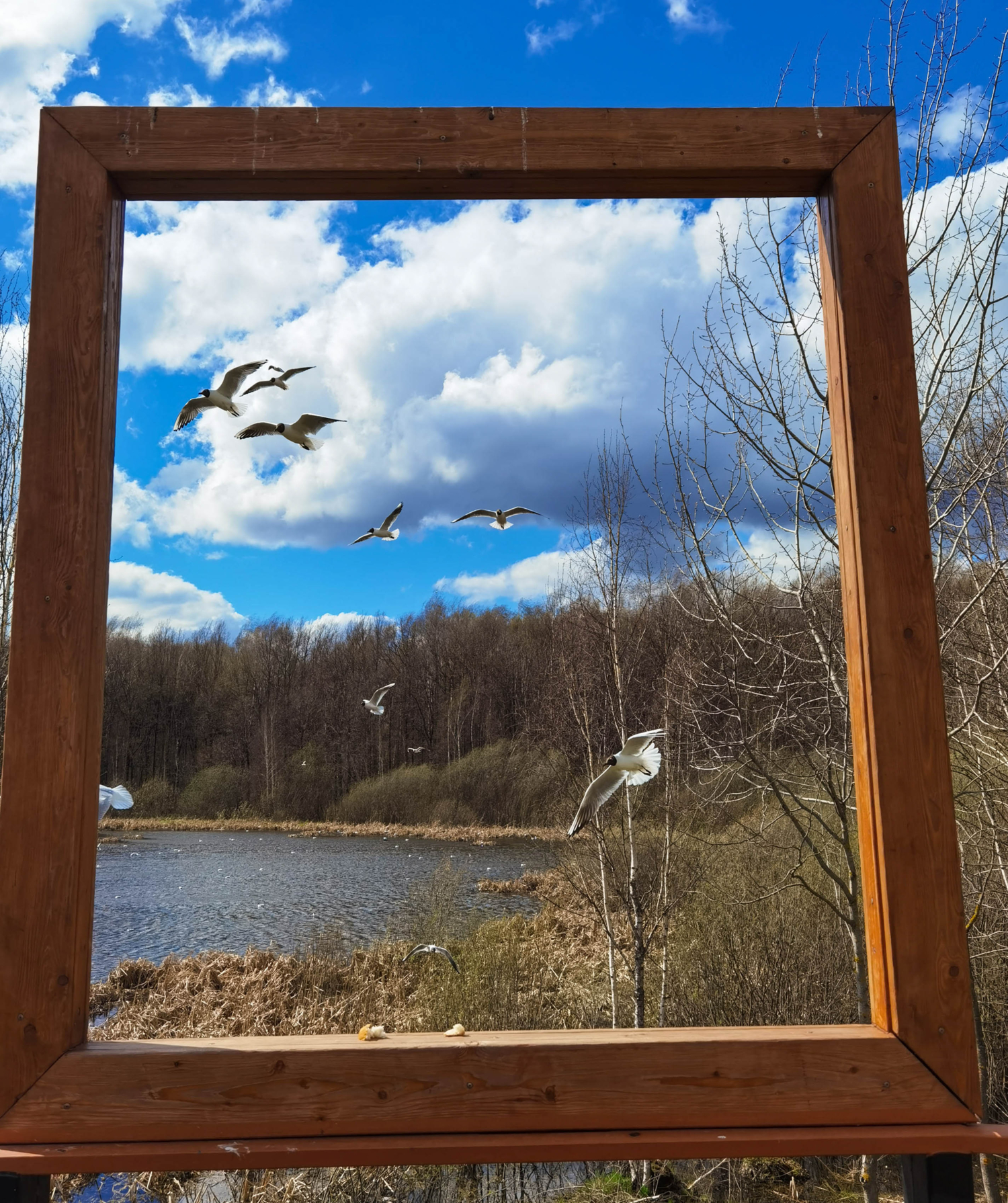 Чайки прилетели