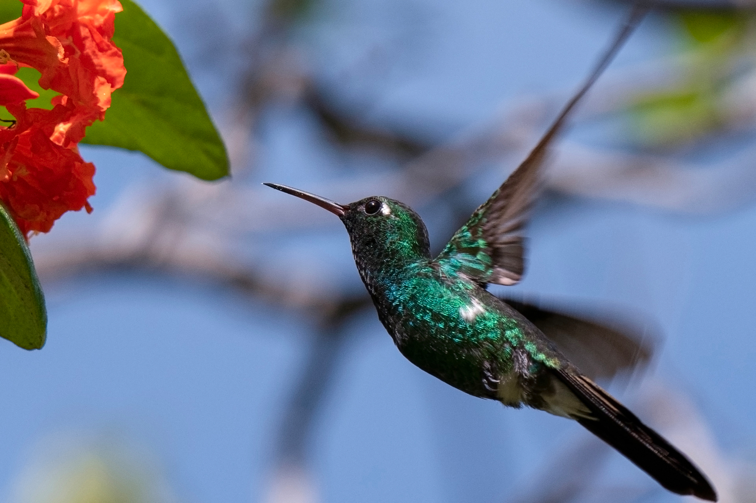 "Калибровка" цветка