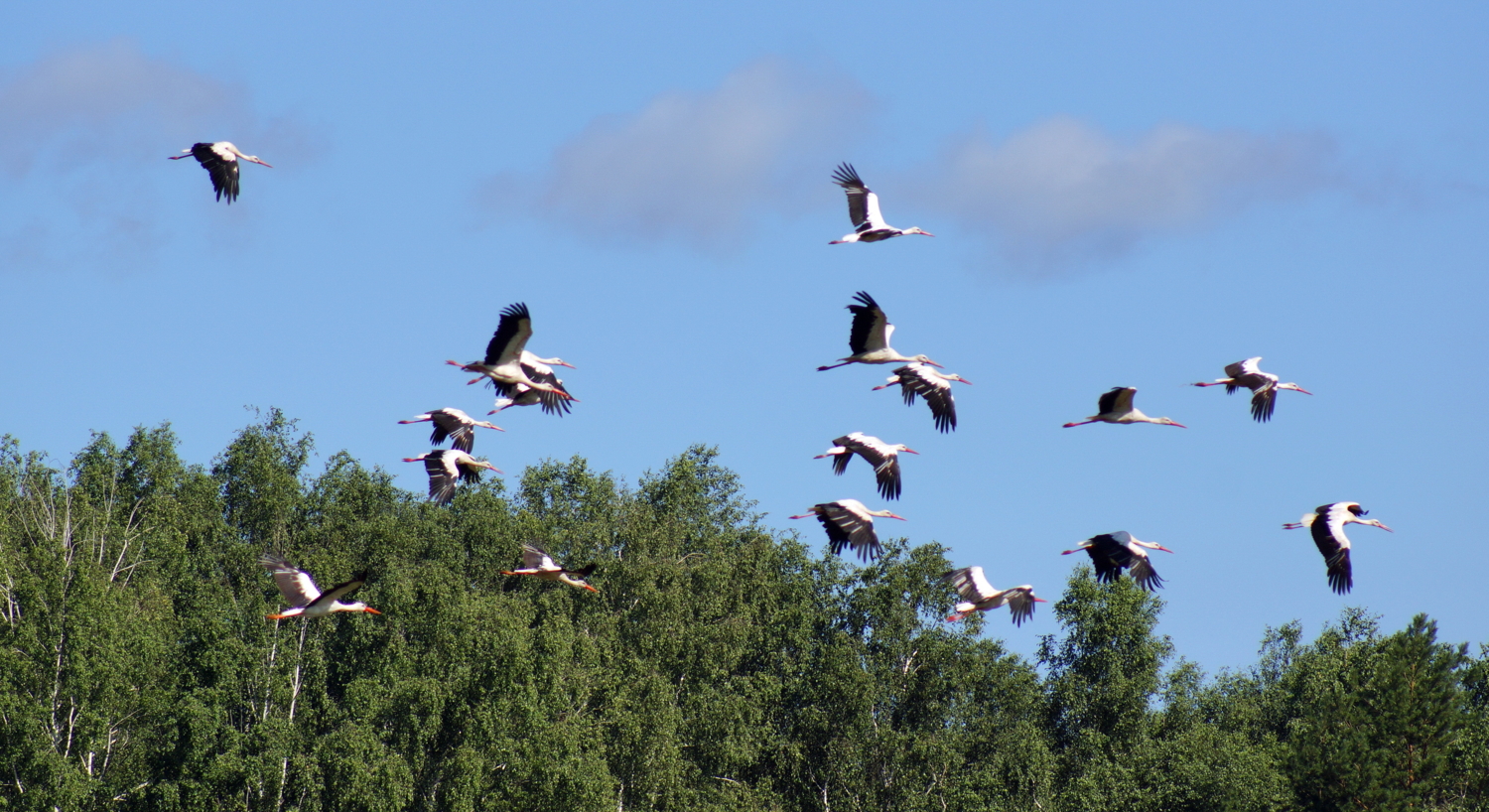 Опять летят куда то журавли.
