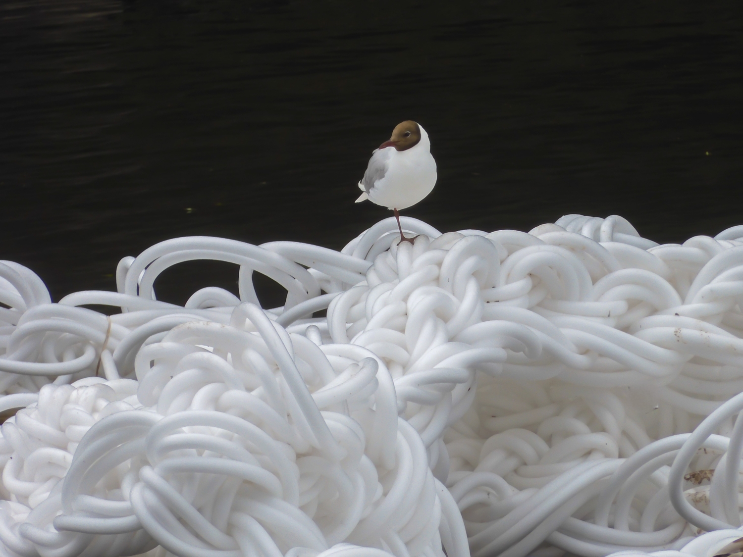 "Властелин колец"