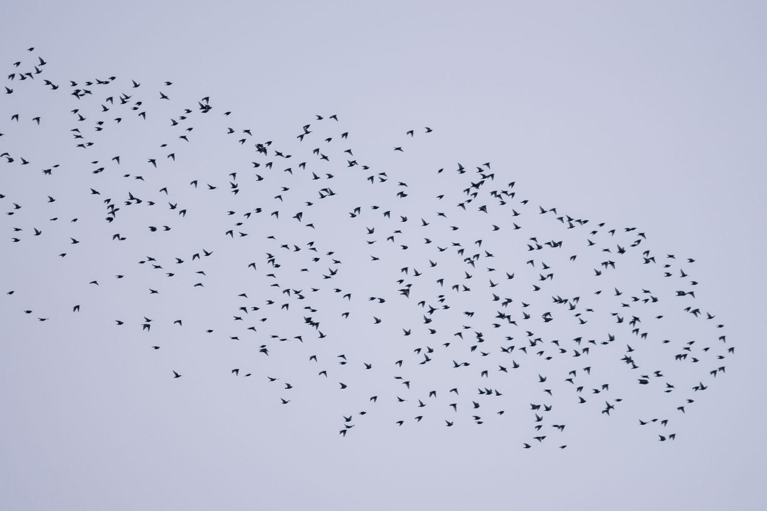 Летят перелётные птицы