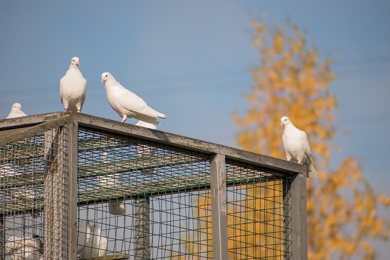 И клетка, и дом