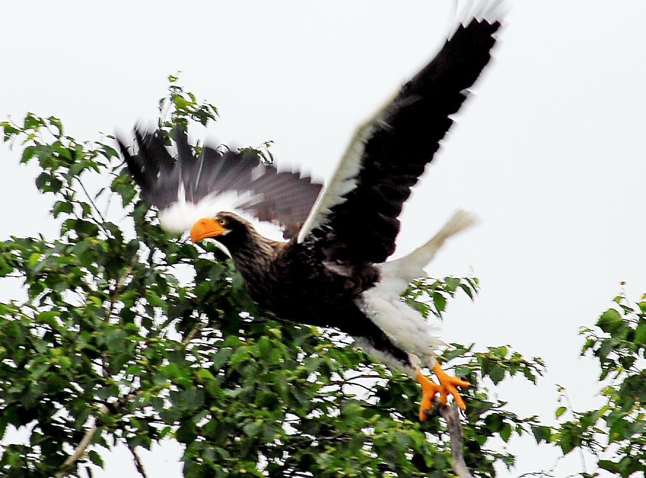 Тихоокеанский орлан или орлан-белохвост.