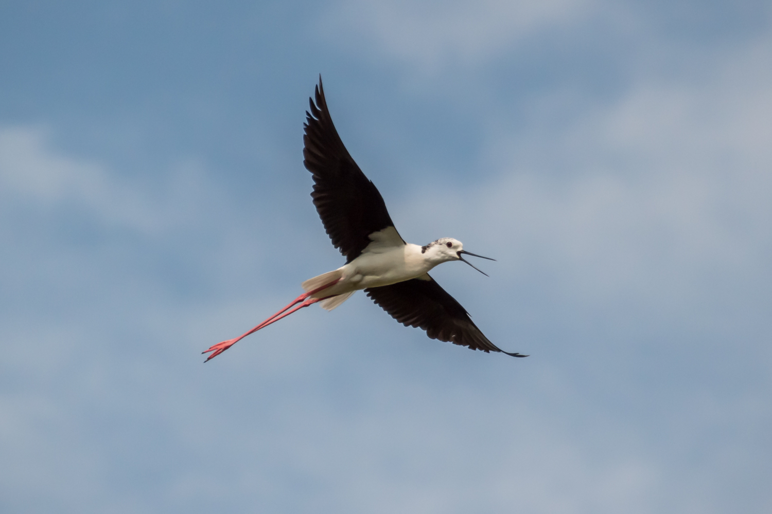 Лечу, кричу