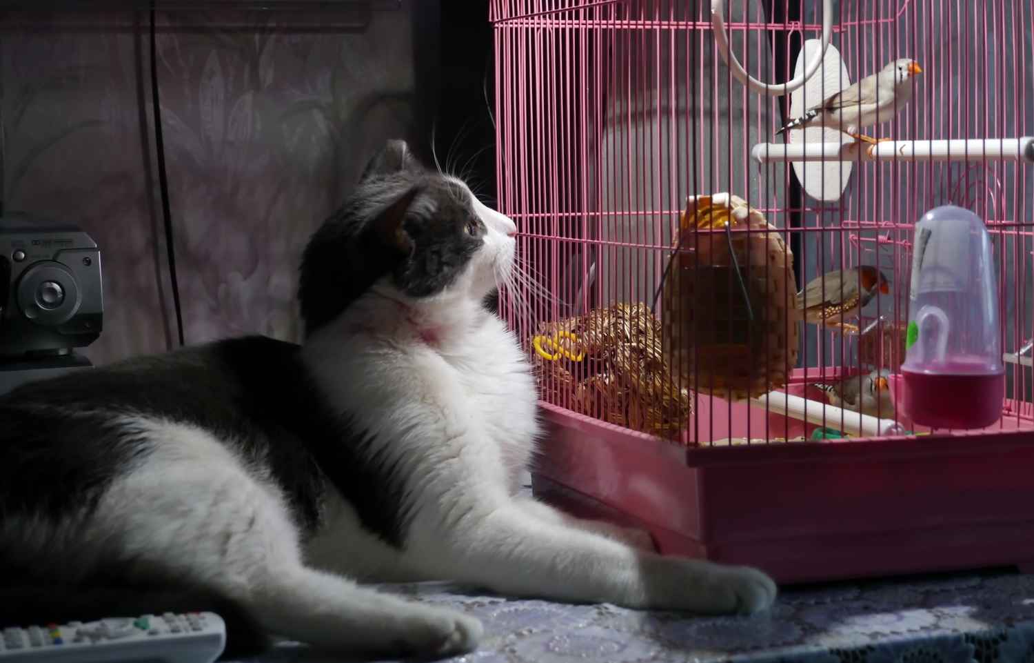 Личный зоопарк .