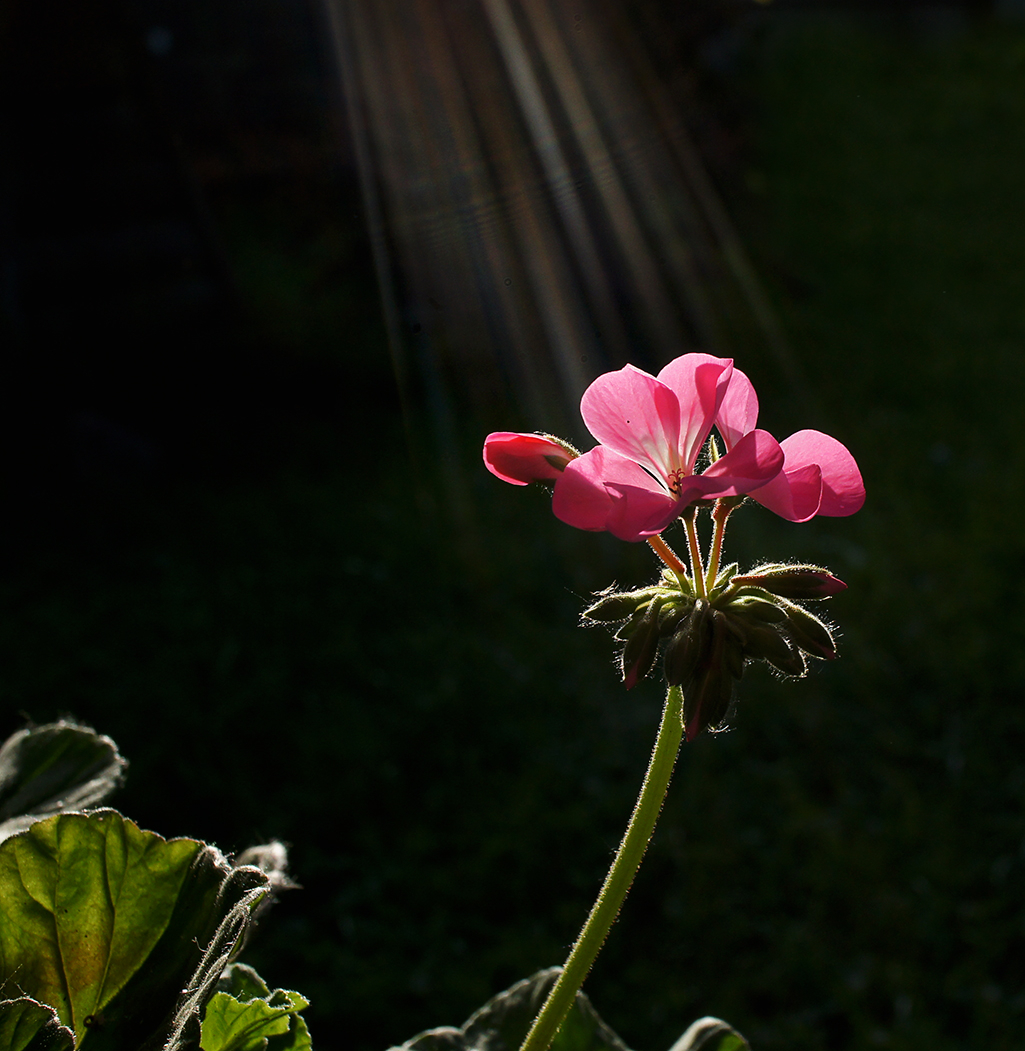 Фотомодель