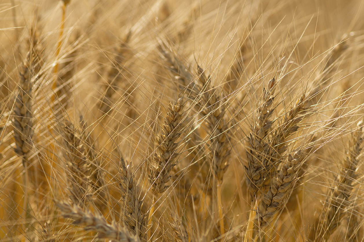 "Я твой тонкий колосок......"