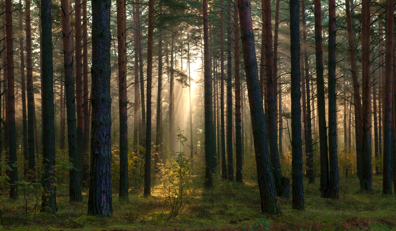 Утро в сосновом лесу