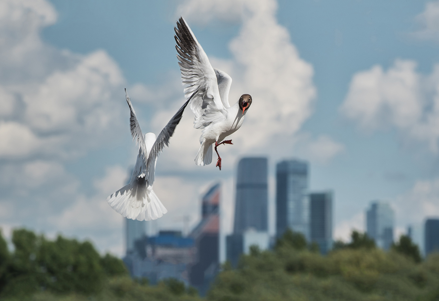 Не сошлись характерами