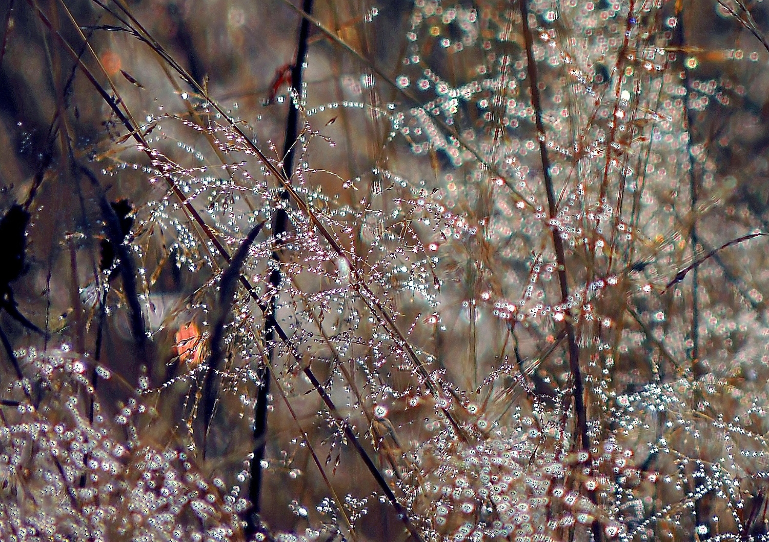 Утренняя роса