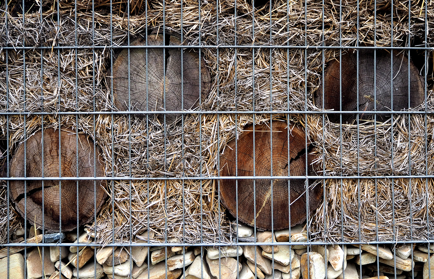 Годичные кольца