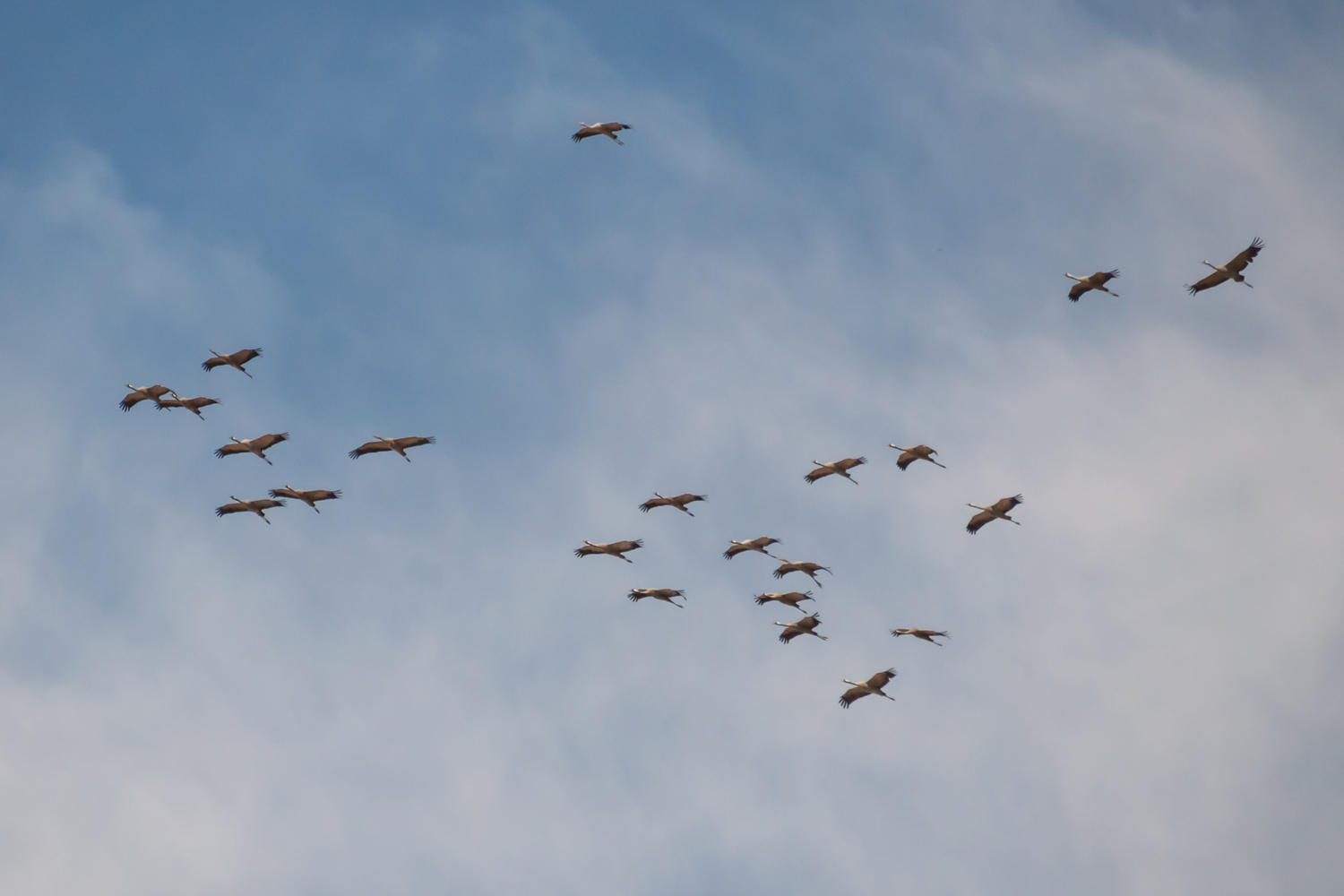 Летят журавли