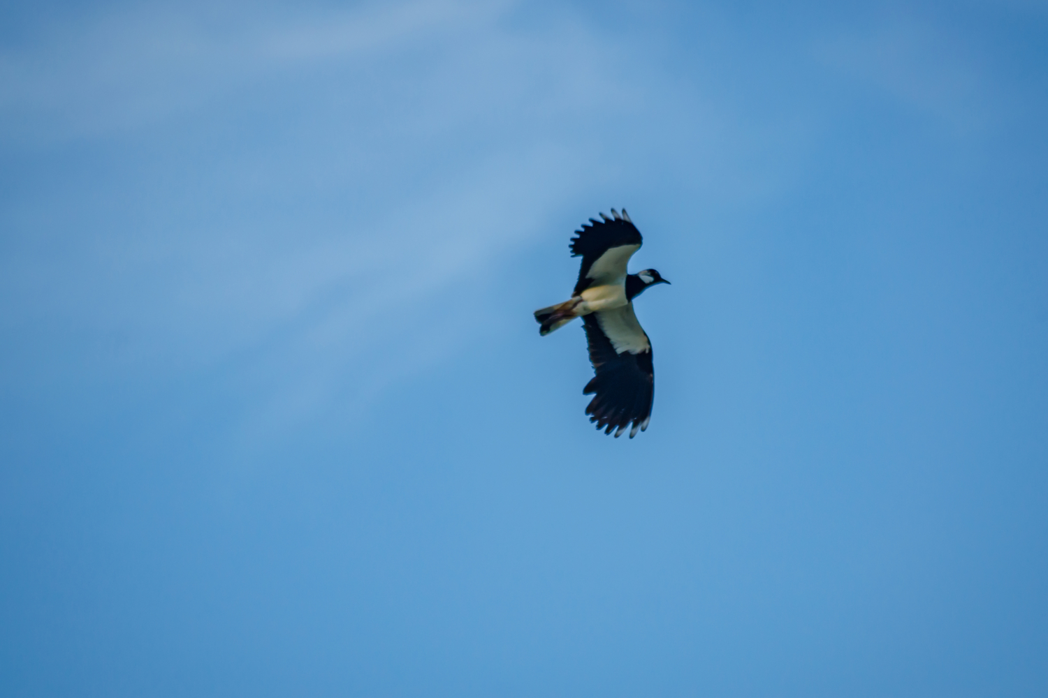 Не волнуйтесь, чибис!