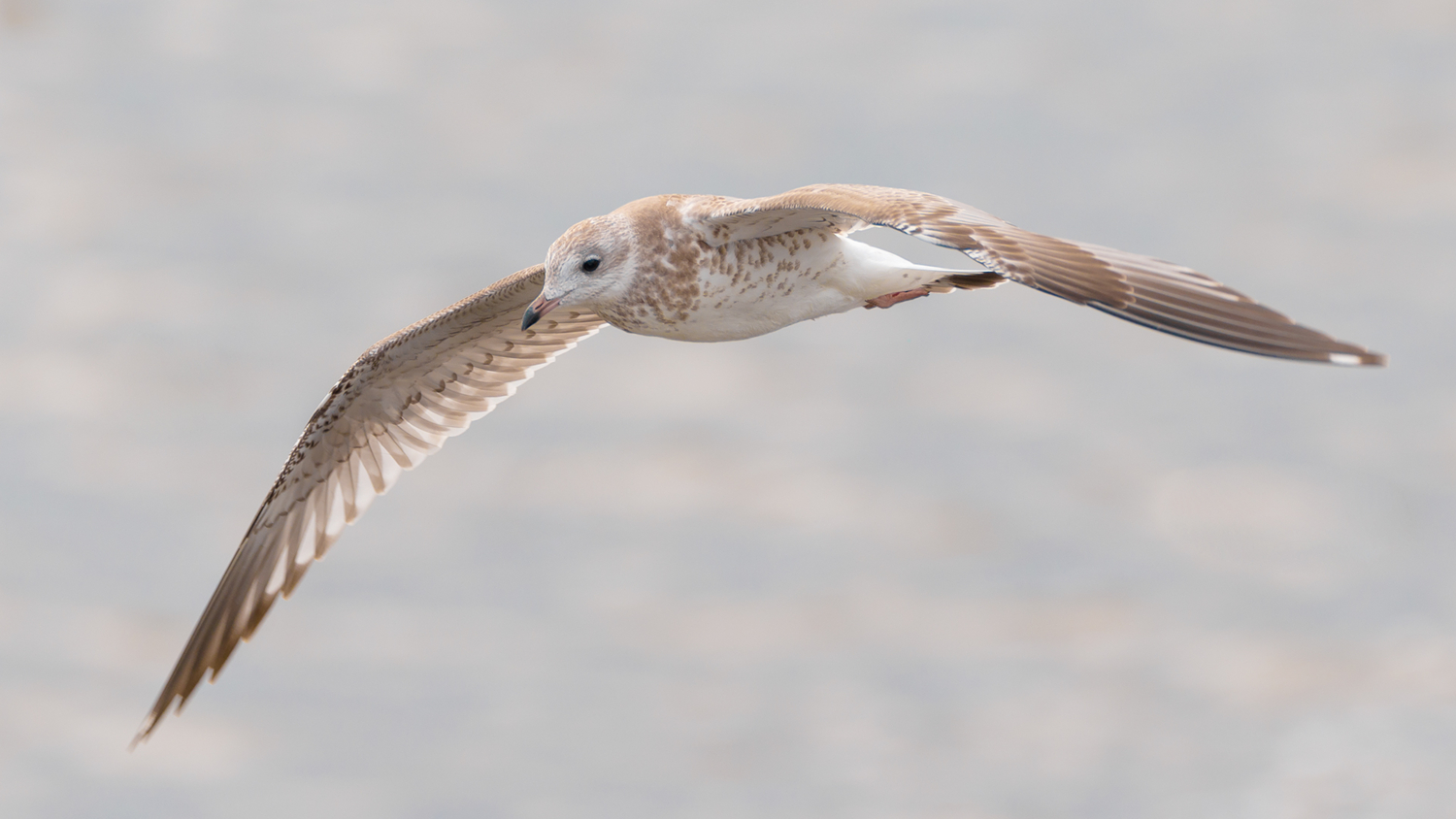 На воздушных потоках.