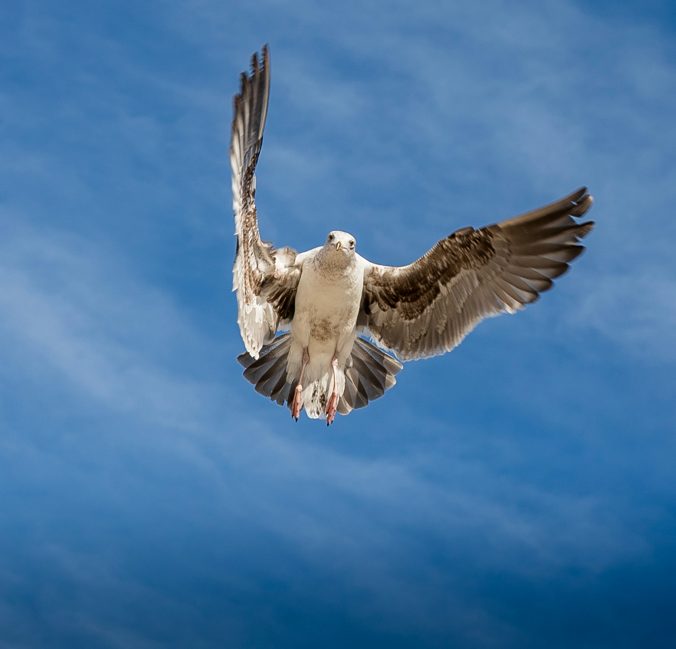 Доброжелатель