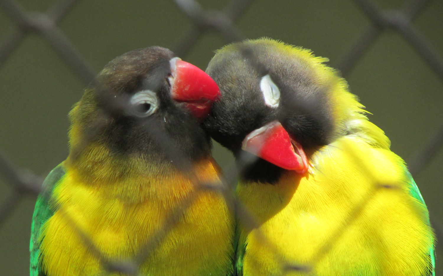 Проснись, нас снимают