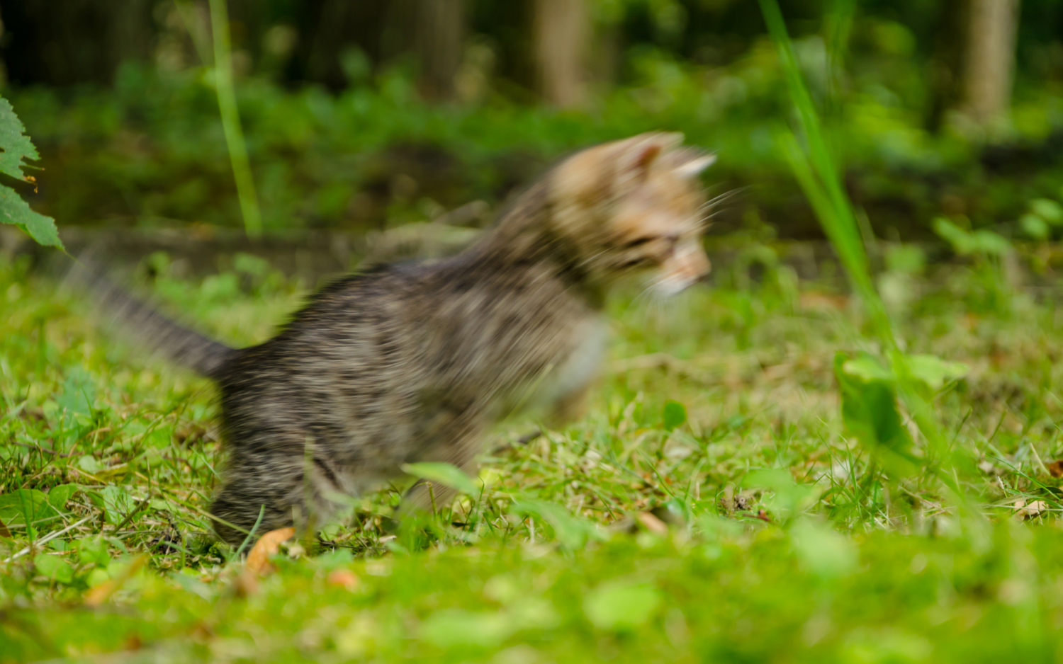 Motion blur котёнка
