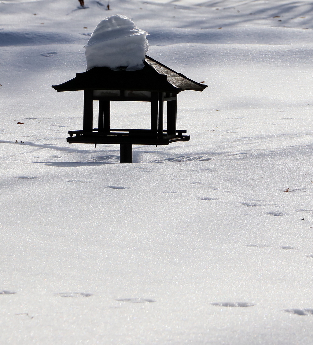 корма нет...