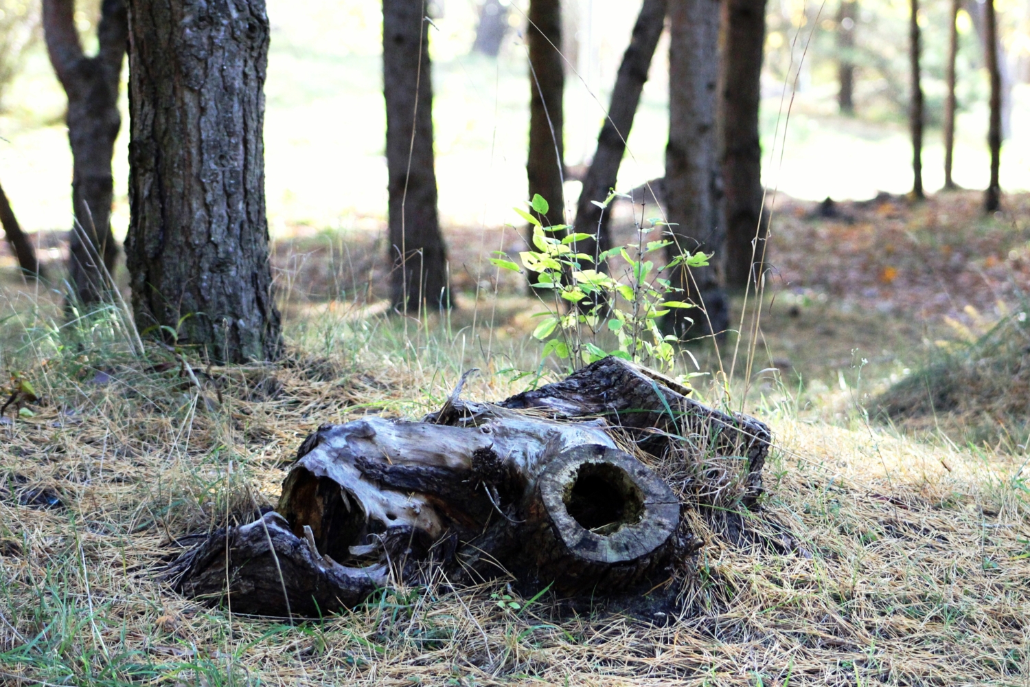 Пень с дырками.