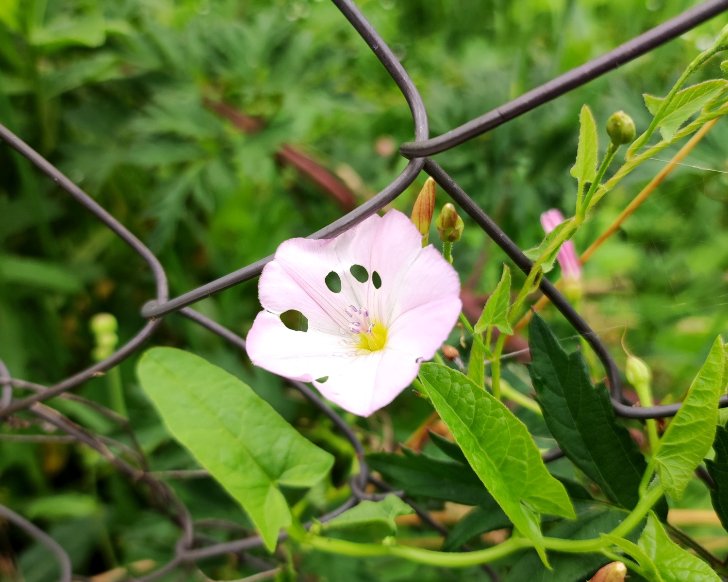 Четыре дырки