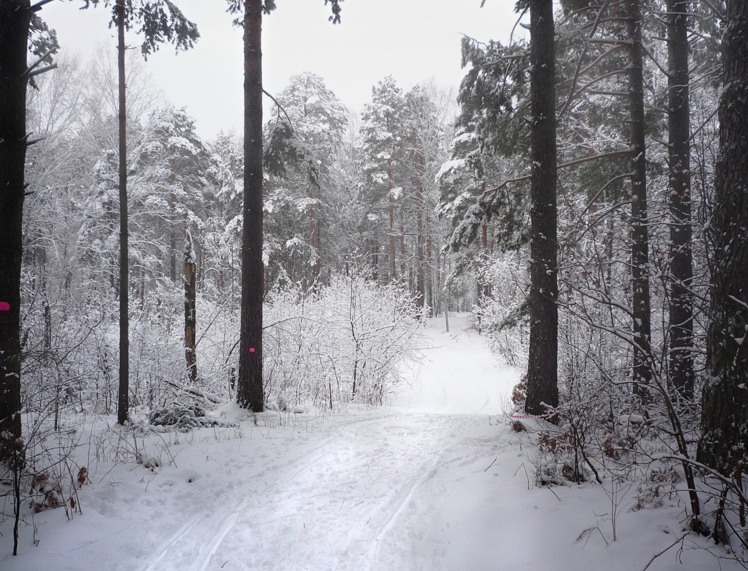Прогулка на лыжах
