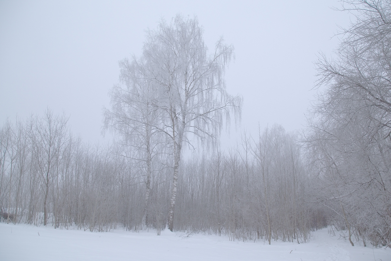 Зима в серебре