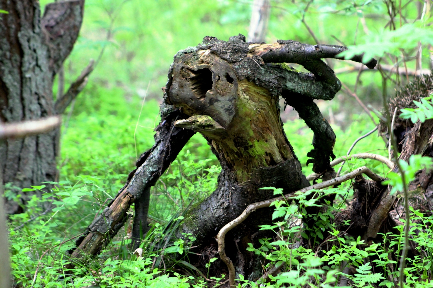 Пень с дыркой "Циклоп".