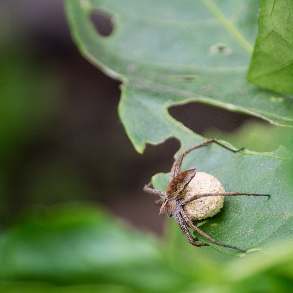 На дырявом листке