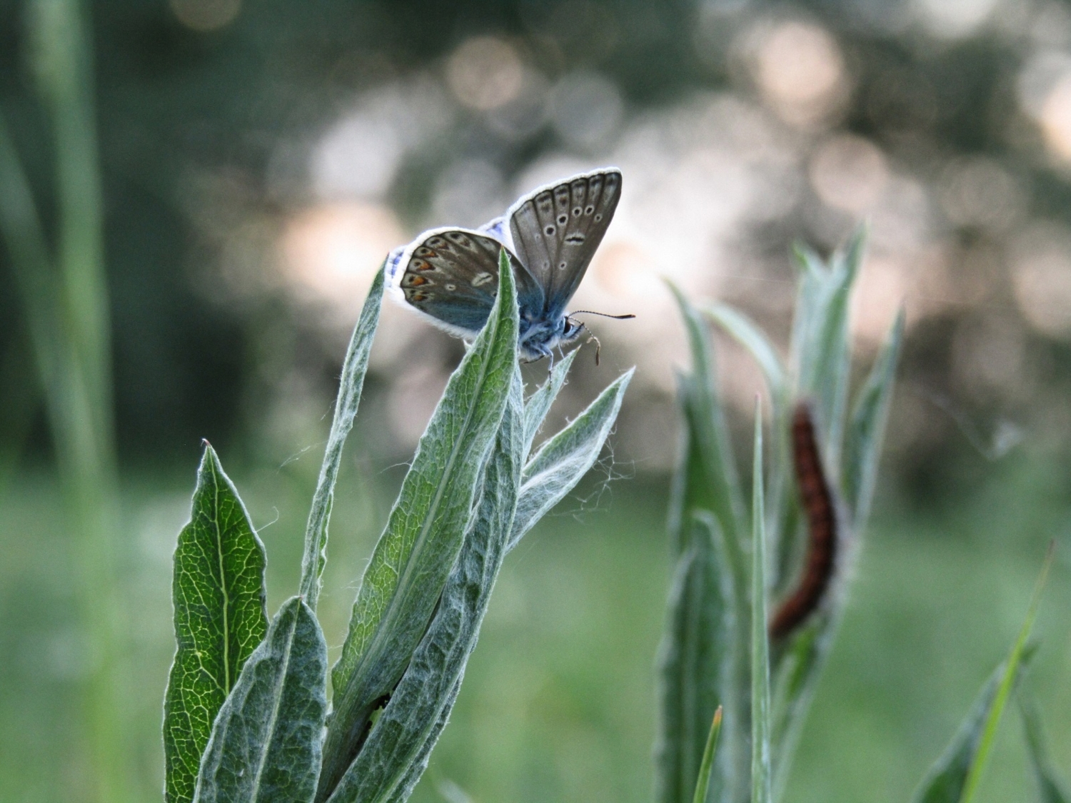 Красавица и чудовище