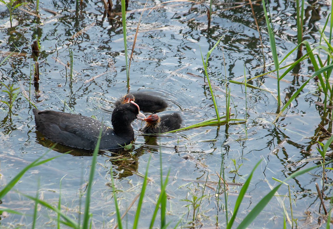 Как у людей