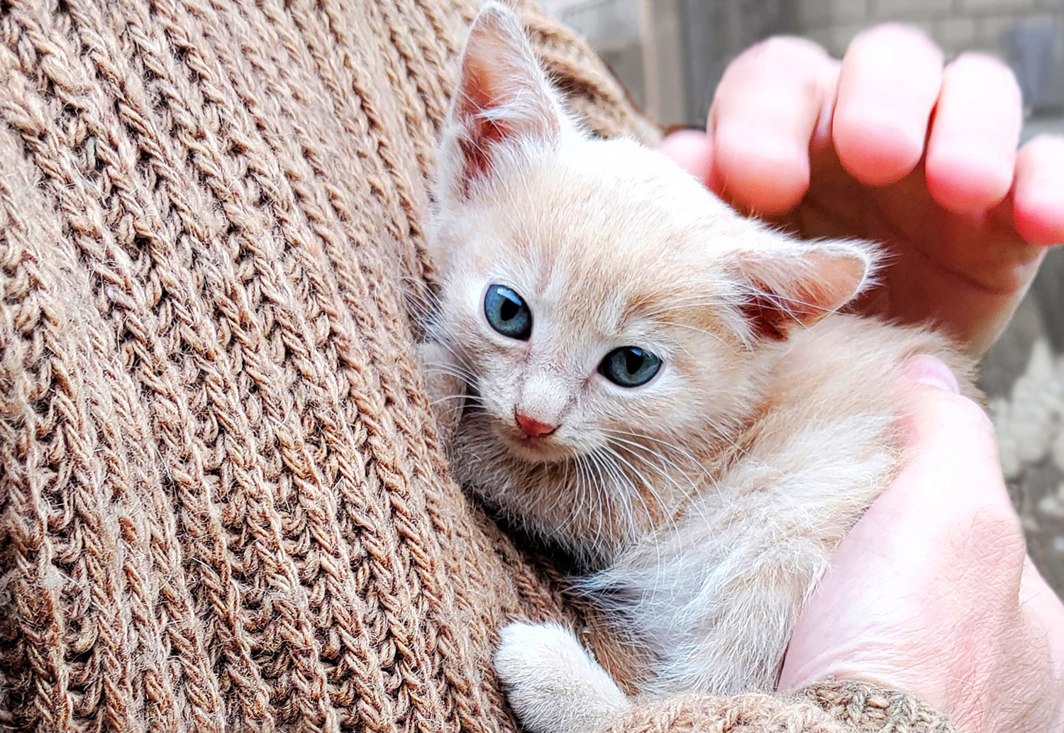 Шерстяной на шерстяном