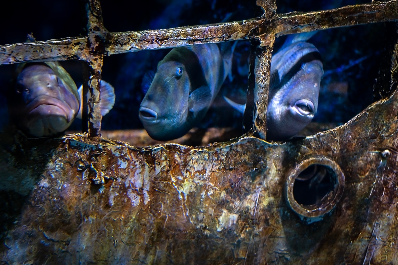 Знаменитая троица