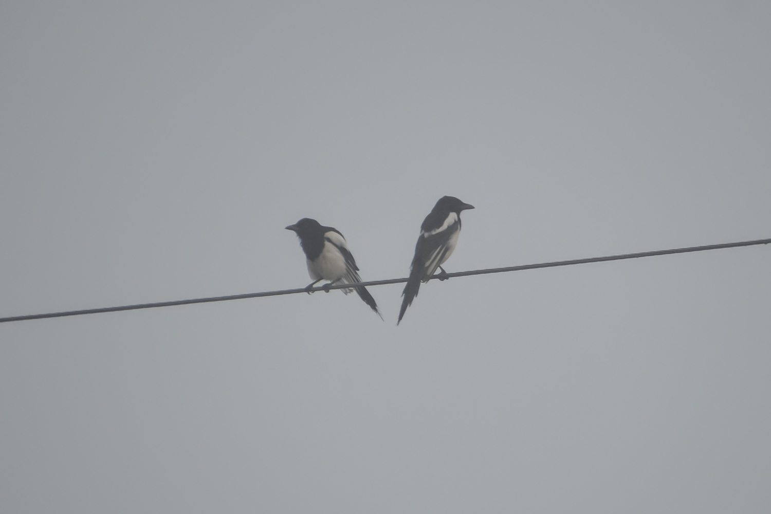 Не подходи ко мне, я обиделась...