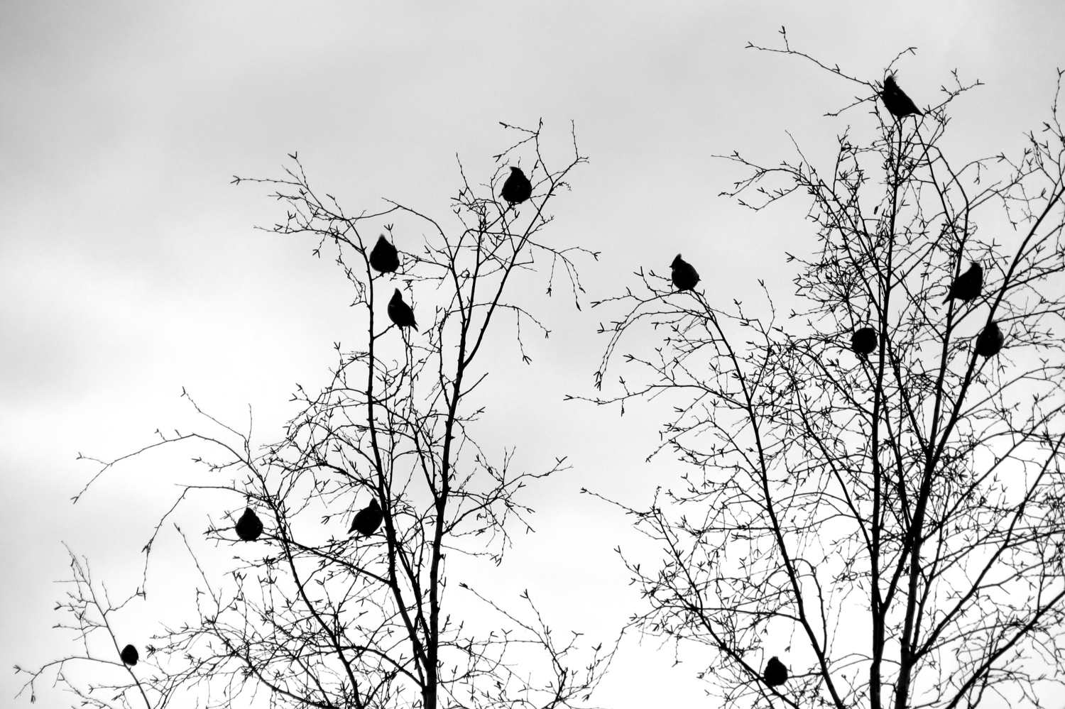 Свиристели