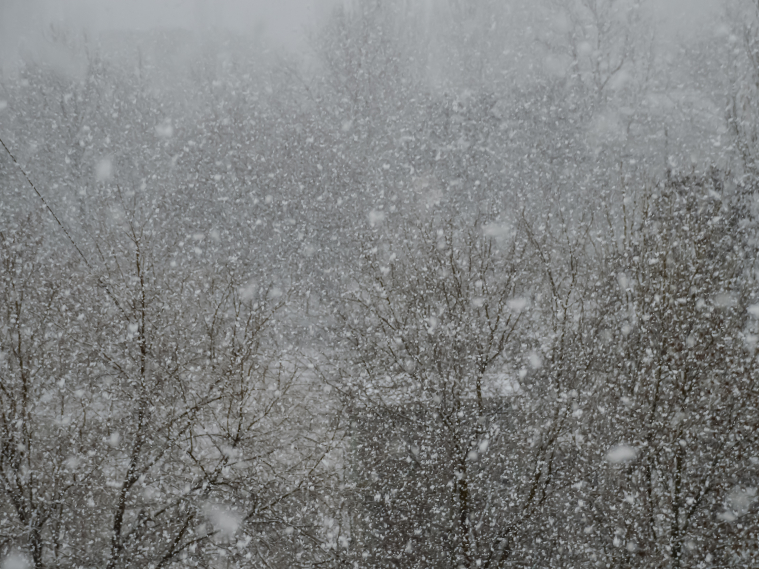 Снежная пелена