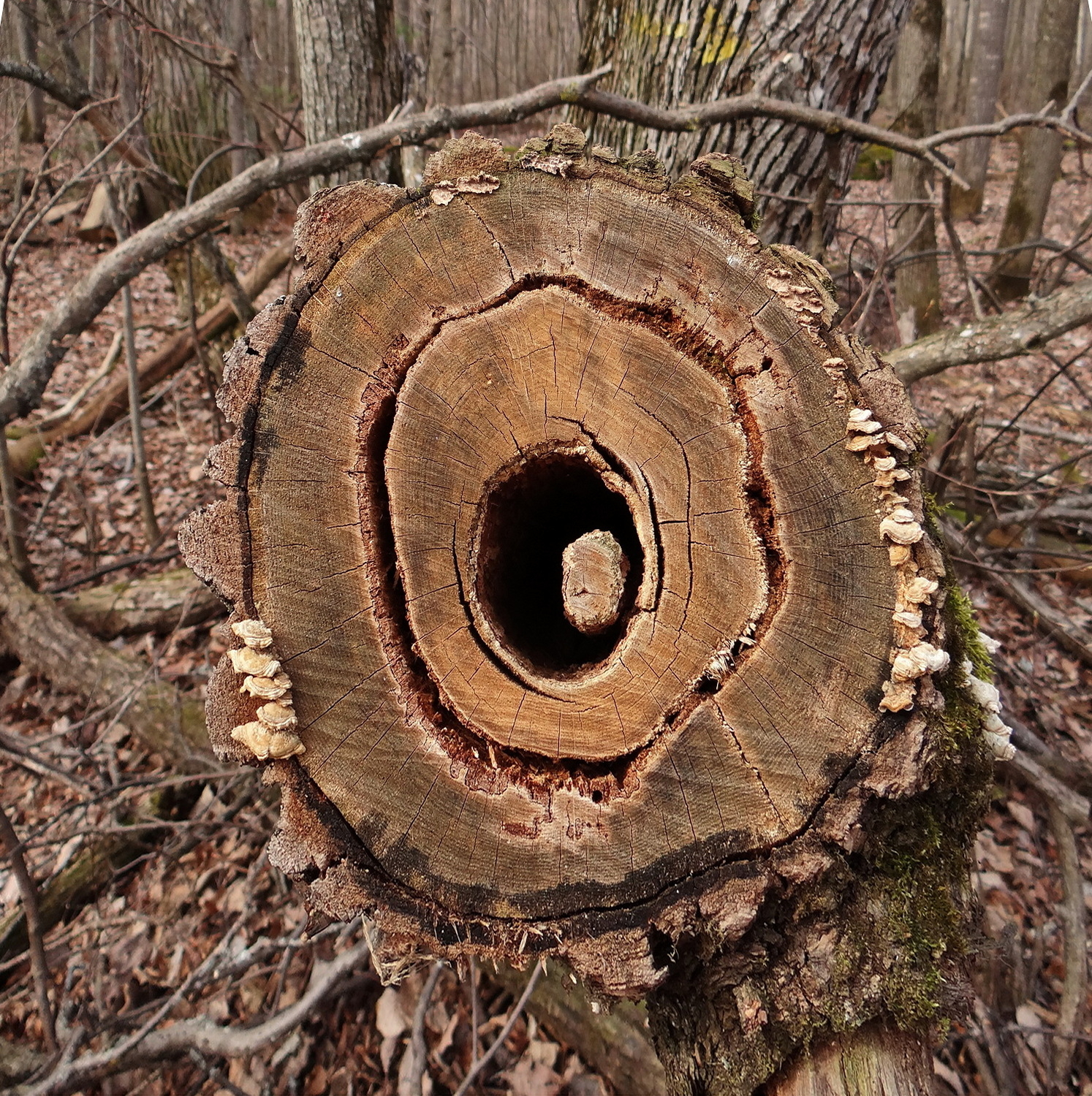 Достань сюрприз!