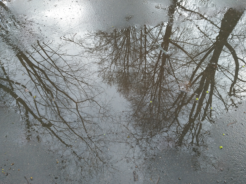 Осенняя лужа