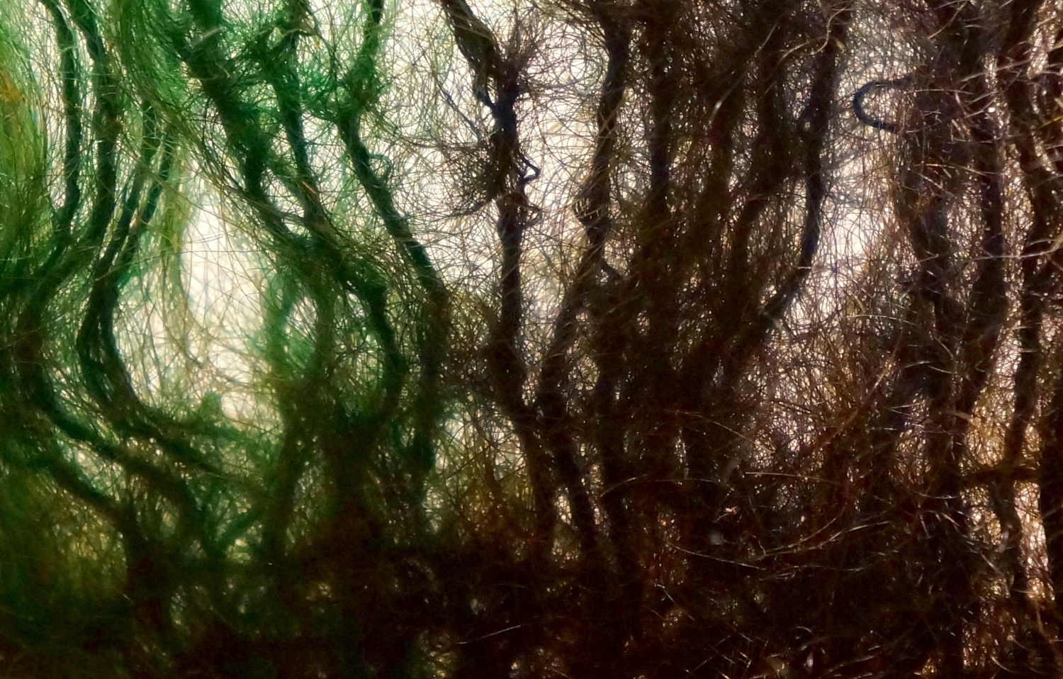 В шерстяном лесу