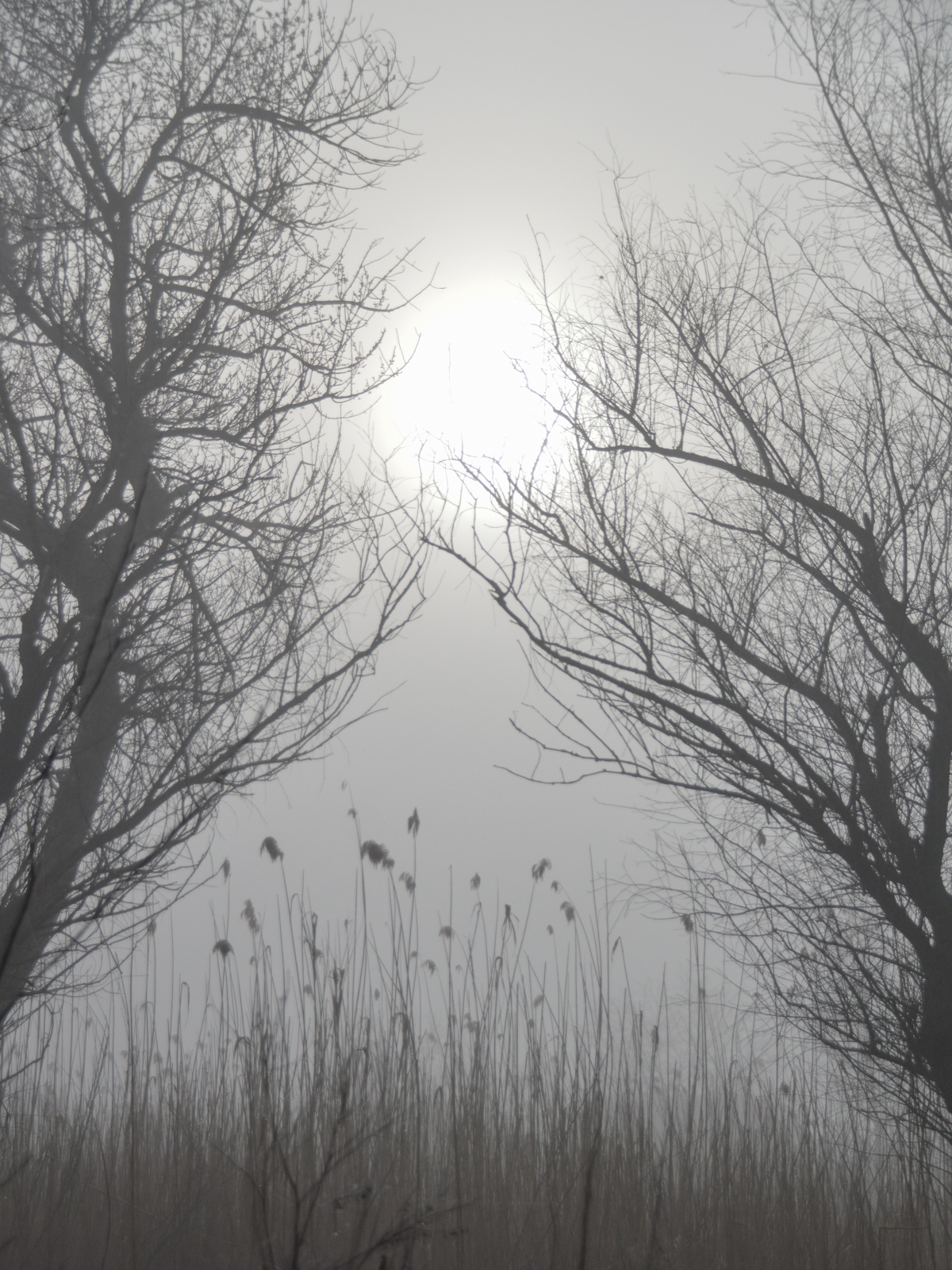 Сквозь туман