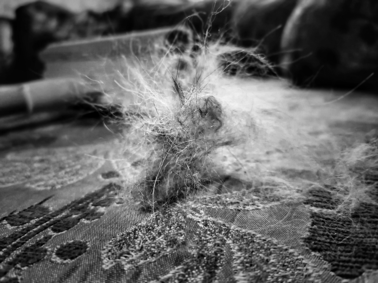 Такие они, котики.