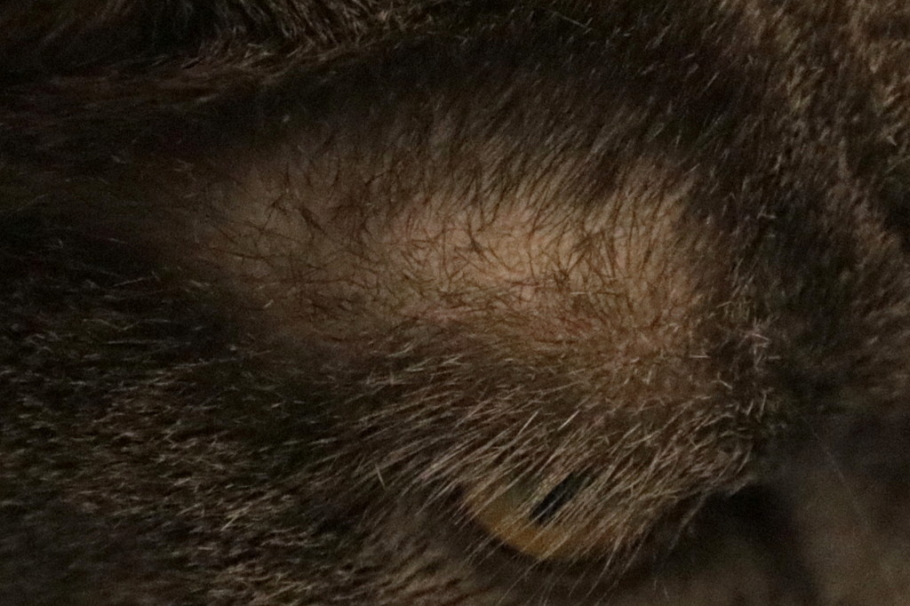 Я всё вижу...