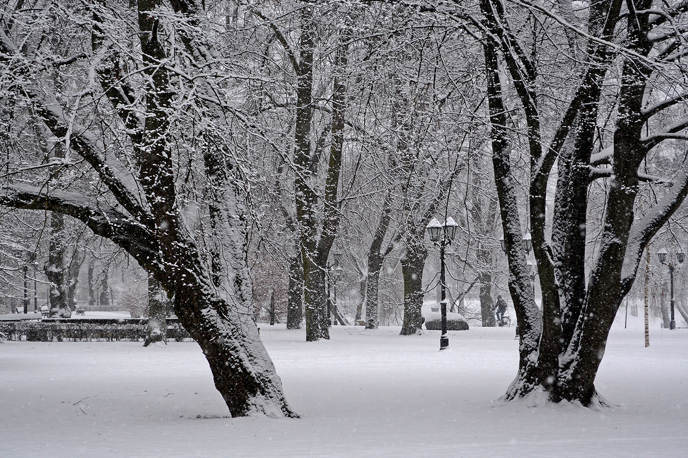 По заснеженному парку