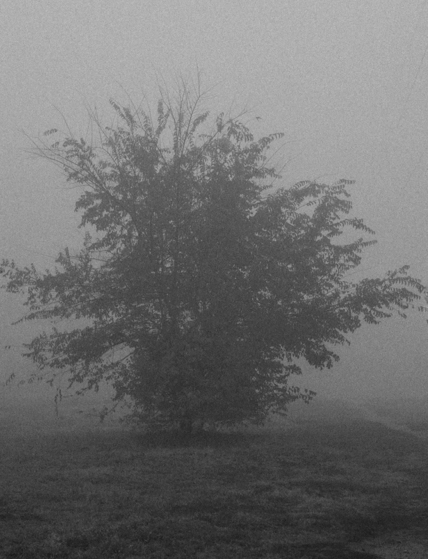 Утро туманное, утро седое...