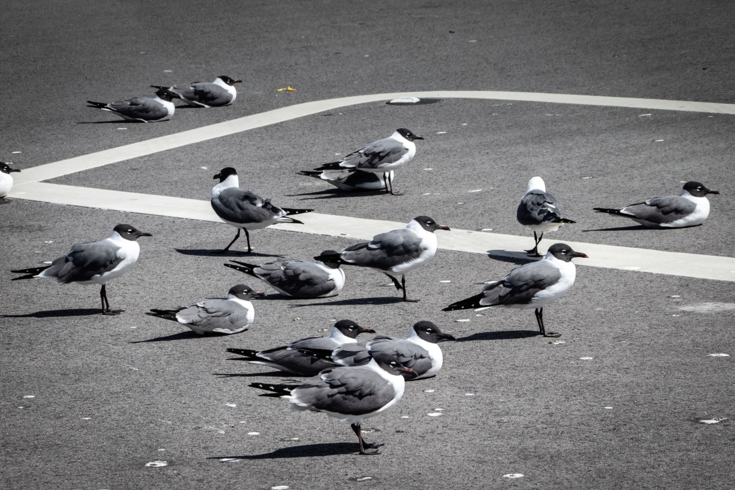 Чайки в цвете
