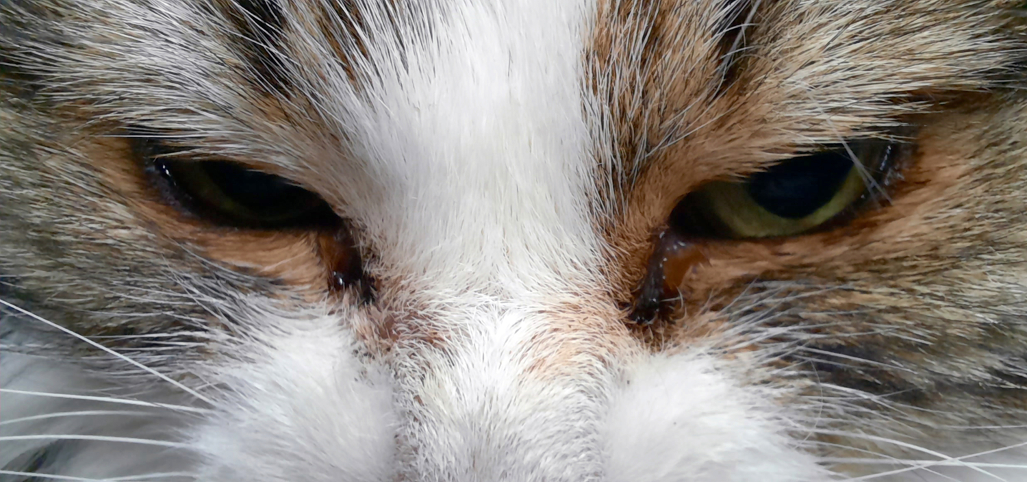 Шерстяной взгляд